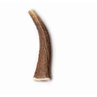 Очевидный цельный рога оленя M