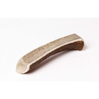 Очевидный рогатый щенок S