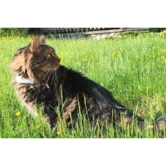 GPS-ошейник Weenect Cats 2