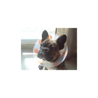 Genia Carcan Funcol желтый 20 см