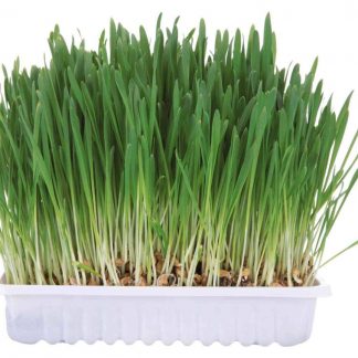 Small animal grass, bowl/approx. 100 g