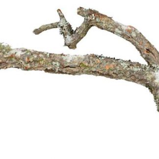 Tronchos, cork branches, 1 kg
