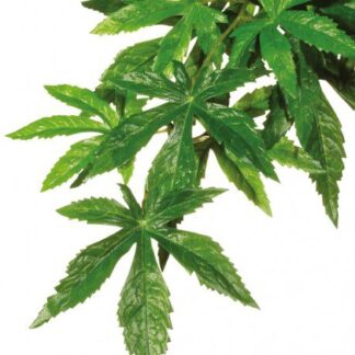 EX Silk Plant Lrg Abutilon-V