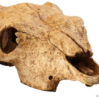 EX Terrarium Decor Cattle Skull