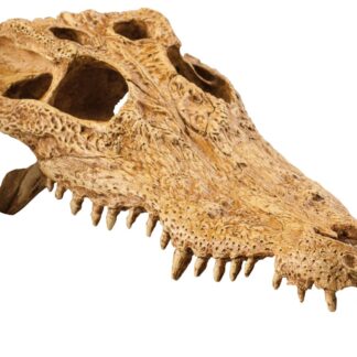 EX Terrarium Decor Crocodile Skull