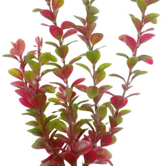 Marina AquaScaper 37.5cm Red Ludwigia-V
