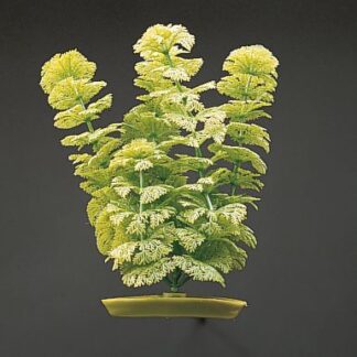 Marina AquaScaper 37.5cm Ambulia-V