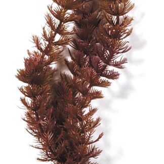 Marina AquaScaper 30cm - Foxtail-V