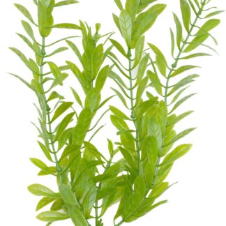 Marina AquaScaper 20cm Hygrophila-V