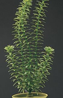 Marina AquaScaper 12.5cm Anacharis-V