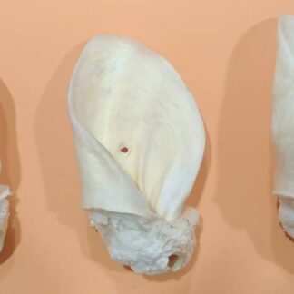 Beef ears (white) 10pcs per pack