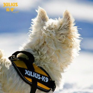 JULIUS K9 Wymienne napisy do szelek dla psa