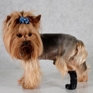 GRANDE FINALE Weterynaryjny but ochronny dla psa