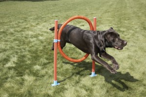 Dog Agility Hoop - obręcz do skakania dla psów średnich i dużych ras
