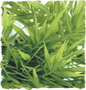 ZOO MED Sztuczna roślina do terrarium MADAGASCAR BAMBOO 46cm