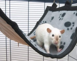 SAVIC Relax Lux Medium – hamak dla szczura / fretki