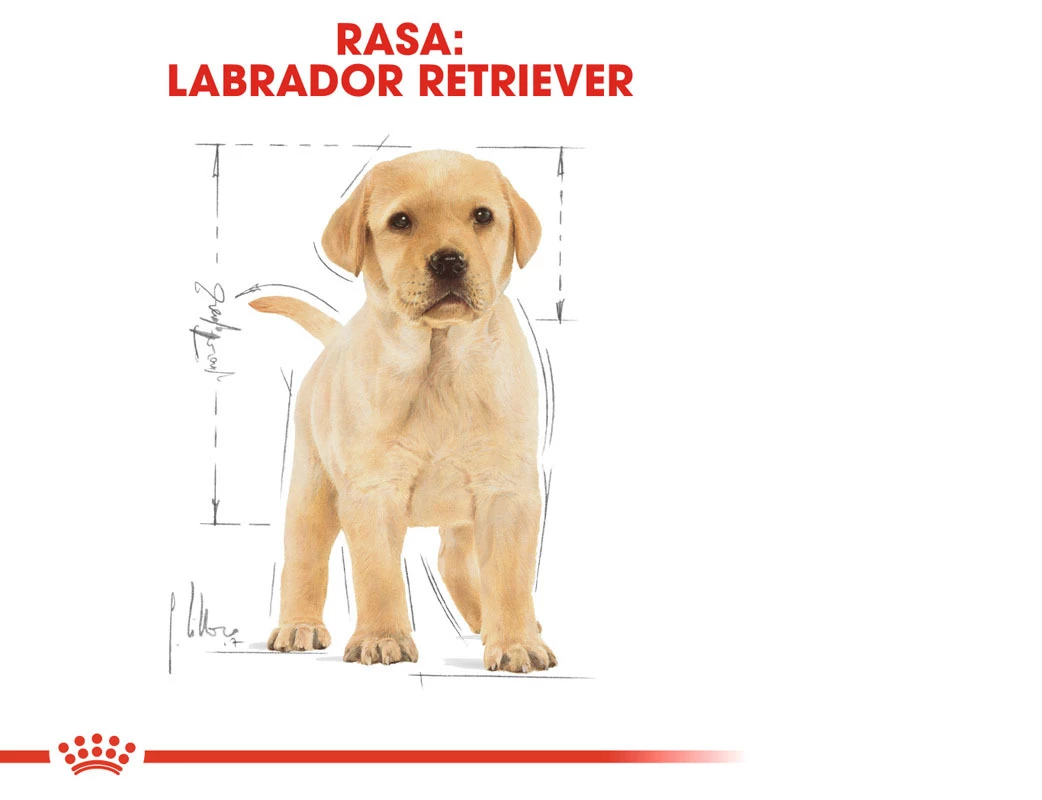 ROYAL CANIN Labrador Retriever Puppy 12 kg — изображение 8