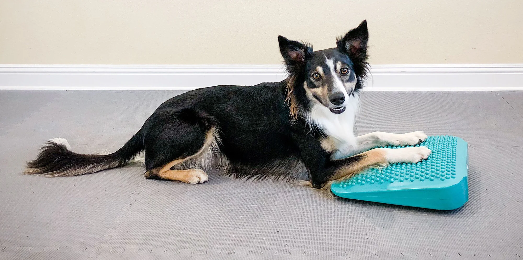 FitPaws Balance Ramp — изображение 2