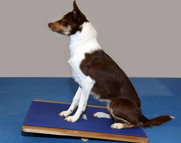 FitPaws Giant Rocker Board 30" x 30" — изображение 2