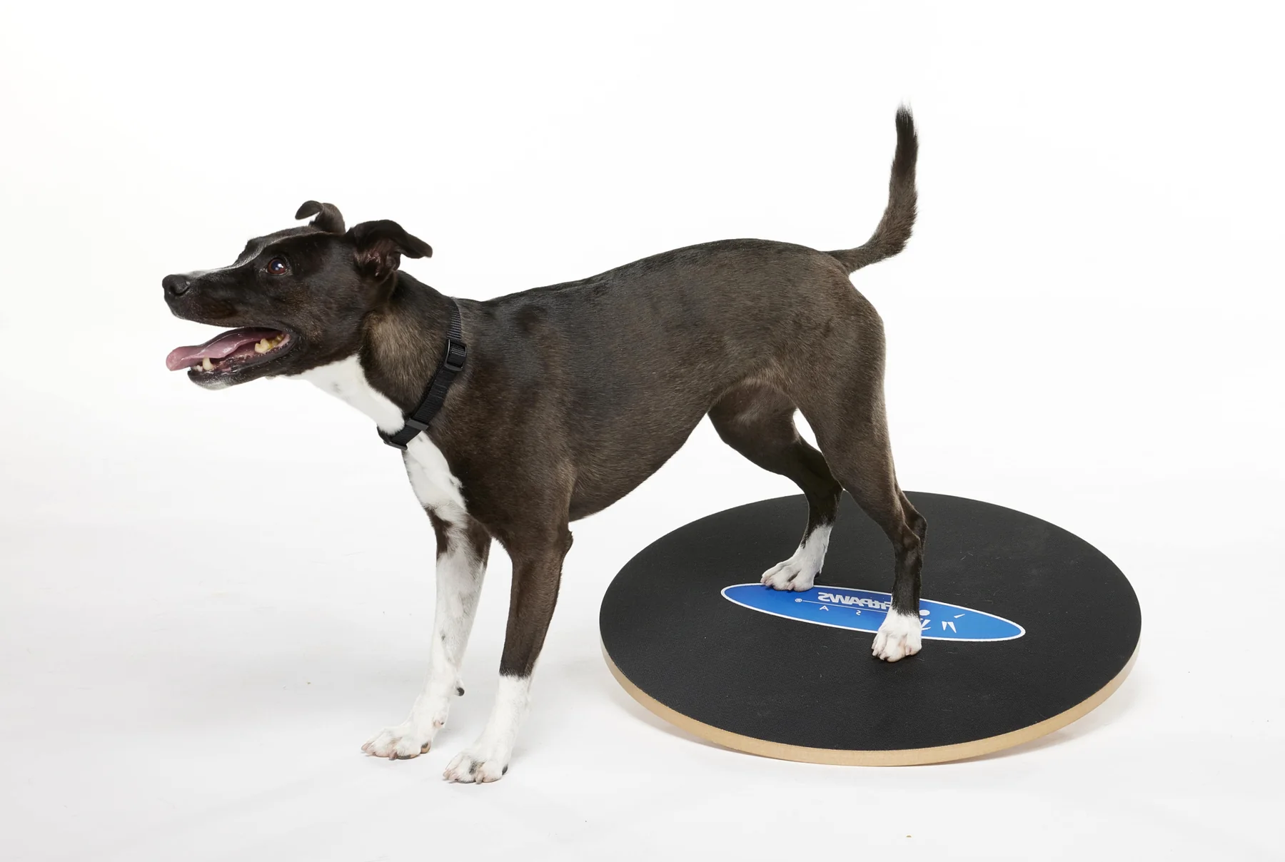 FitPaws Wobble Board, Dog Balance Training Platform 36″