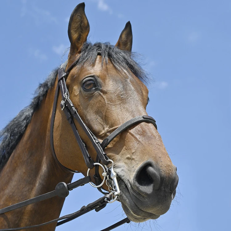 Bride IHWT Évolution Soft T