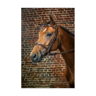 Bridon Dy'on Muserolle Combinée D Collection