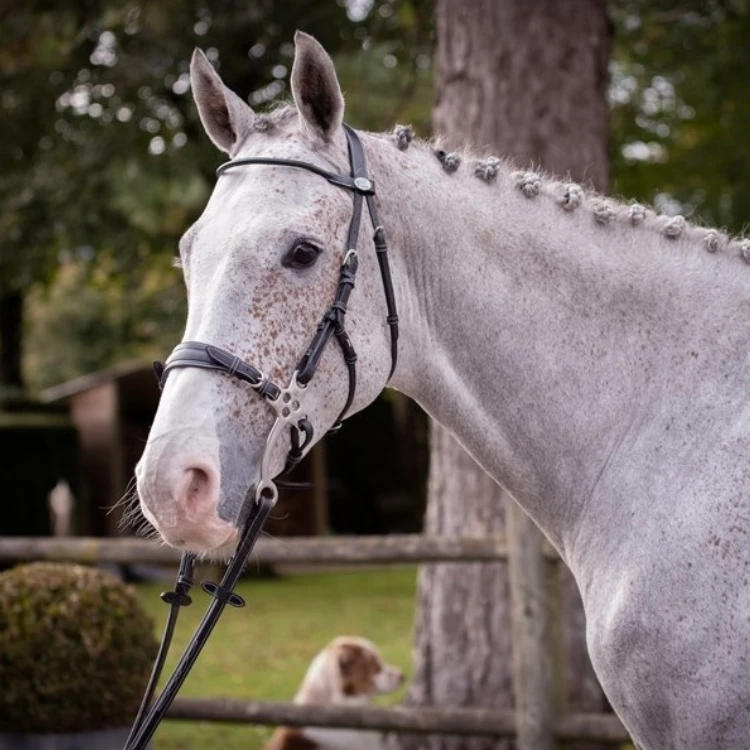 Bridon Jump'In Week Hackamore