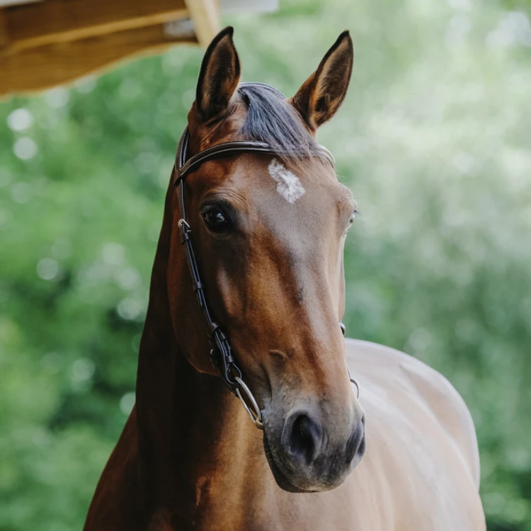 Bridon Norton Freedom