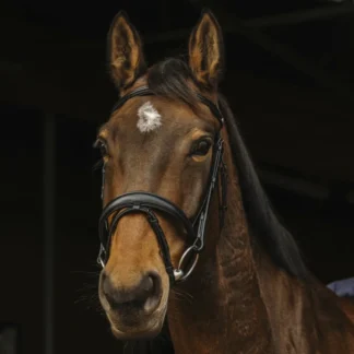 Bridon Norton Pro Dark