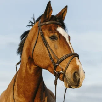 Bridon Riding World Muserolle Combinée