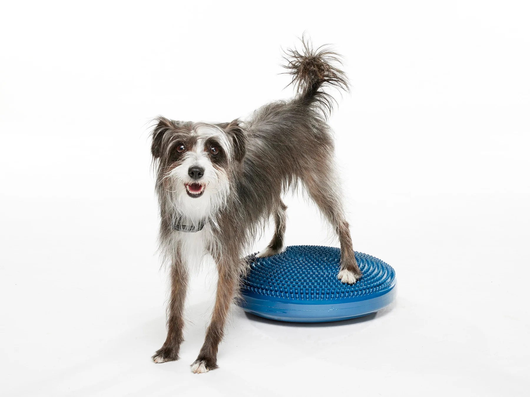 FitPaws Balance Discs 14"