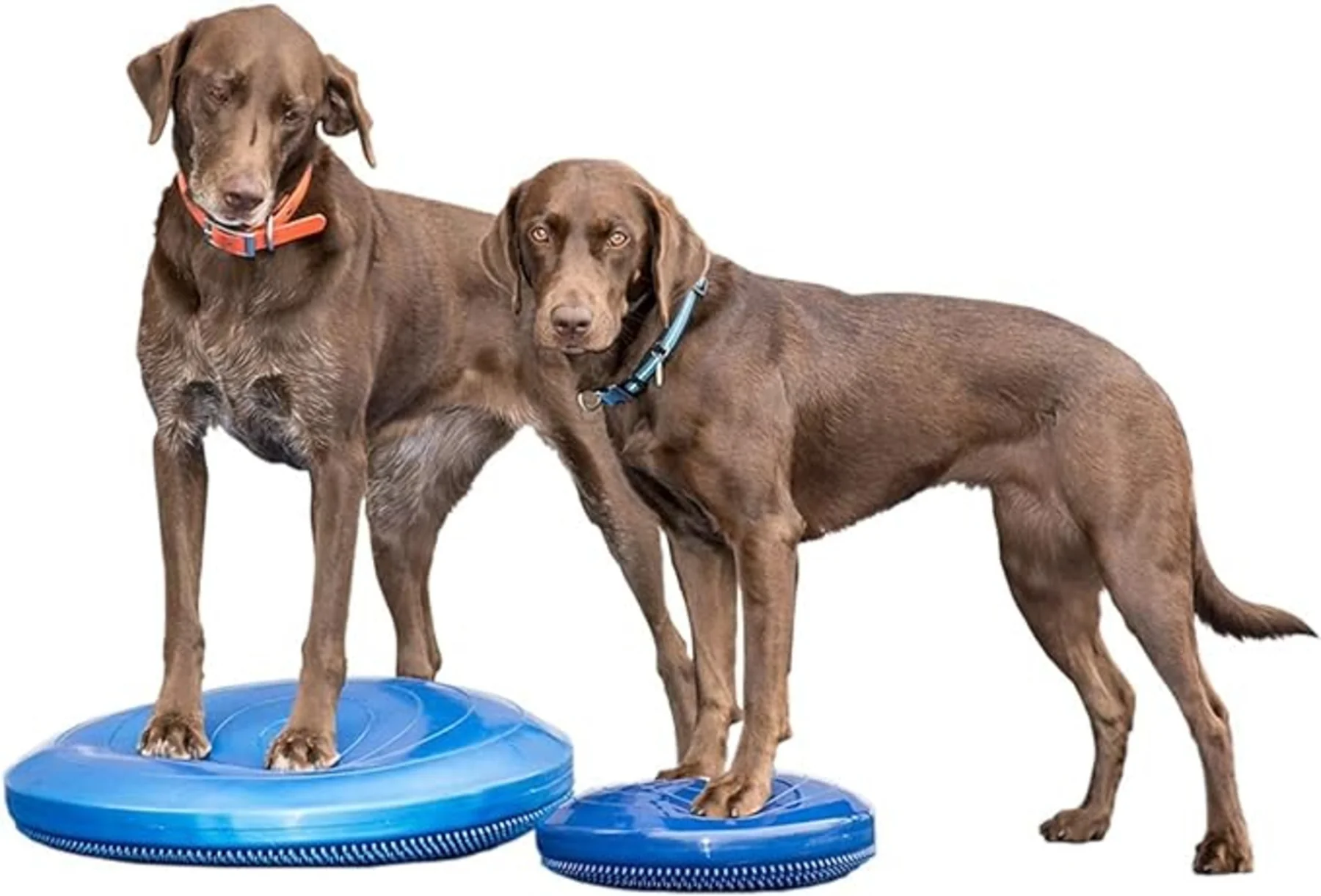 FitPaws Balance Discs 14" — изображение 2