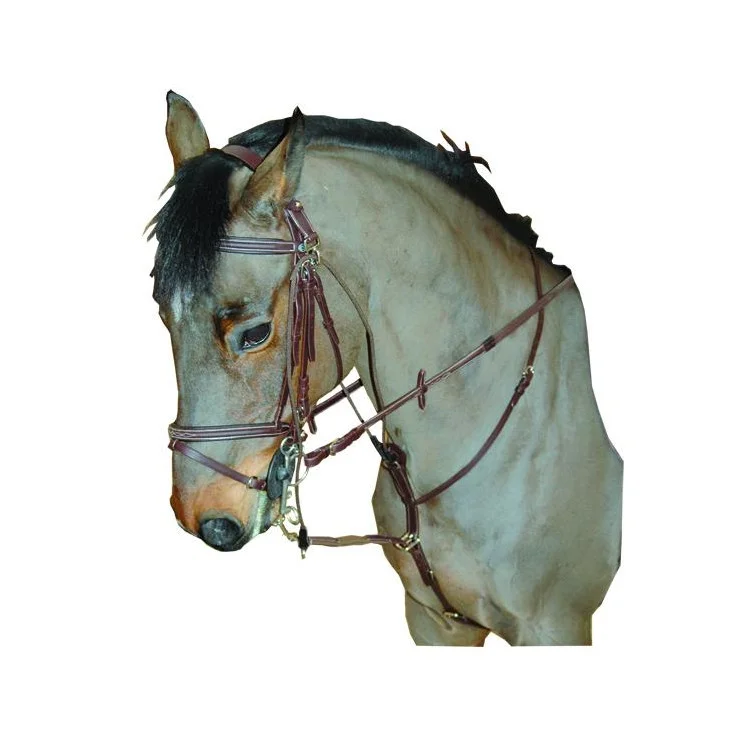 Gogue futé Privilège Equitation