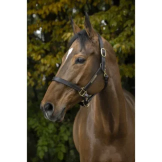 Licol à Double Réglage Norton Club