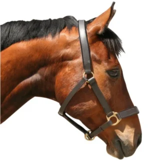 Licol Covalliero Eco