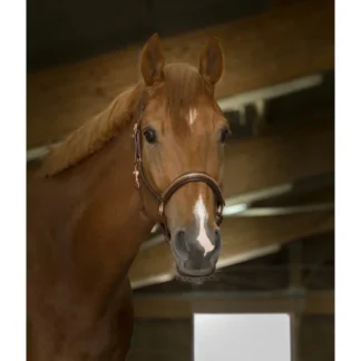 Licol Cuir Norton Pro "Clincher"