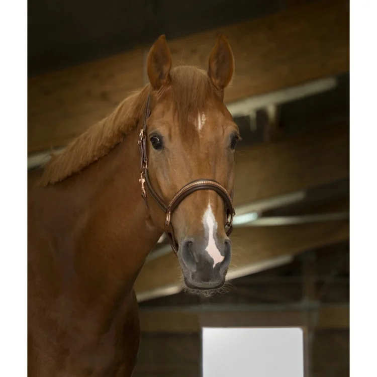 Licol Cuir Norton Pro "Clincher"