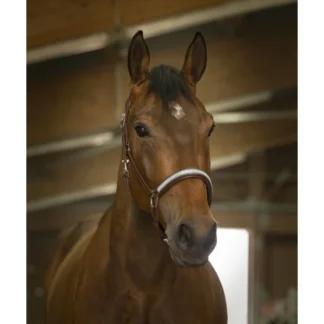 Licol Cuir Norton Pro "Diadème"