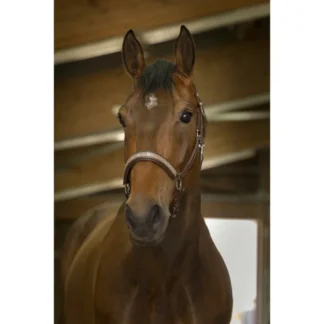 Licol Cuir Norton Pro "Princesse"