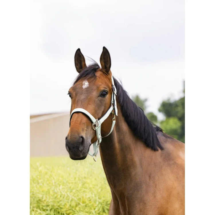 Licol Equithème "Air"