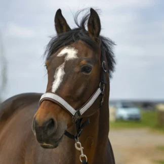 Licol Equithème Nylon Check