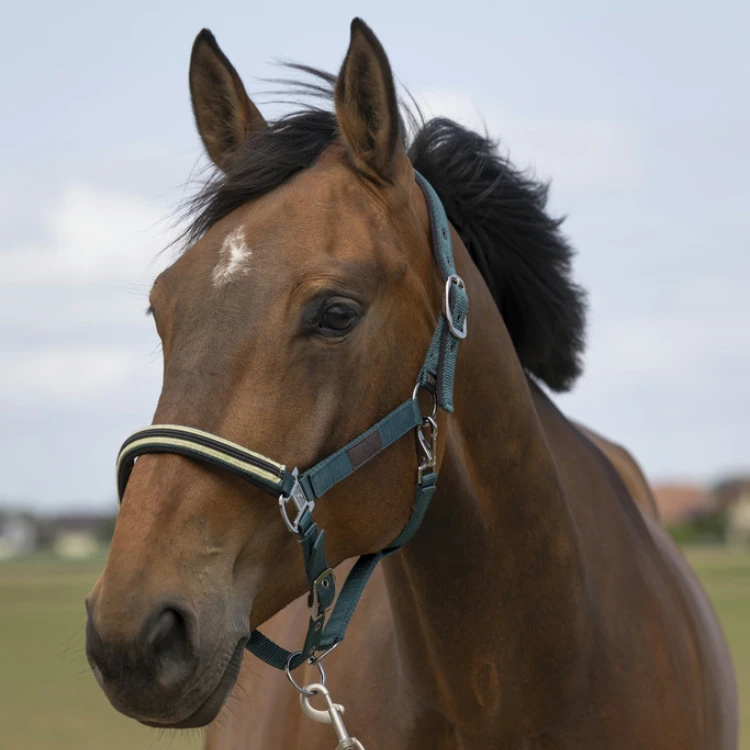 Licol Equithème Nylon Chevron