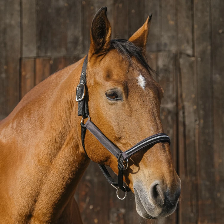 Licol Equithème Nylon Domino