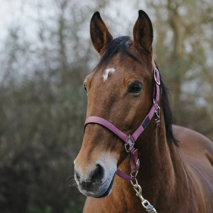Licol Equithème Nylon Spring