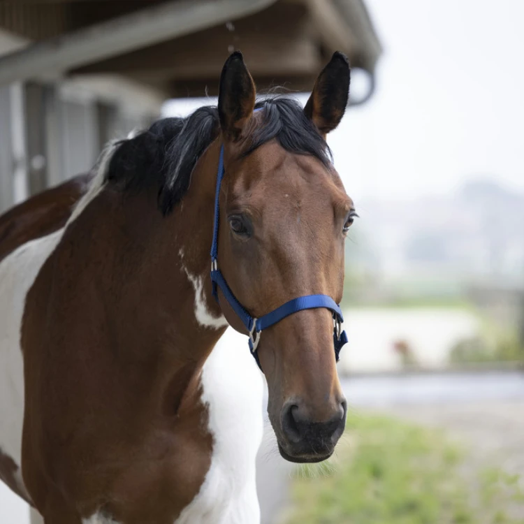 Licol Equithème Nylon