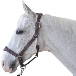 Licol Flags & Cup Paris