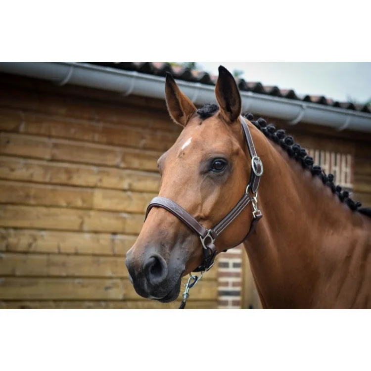 Licol Jump'In Fancy Collection One