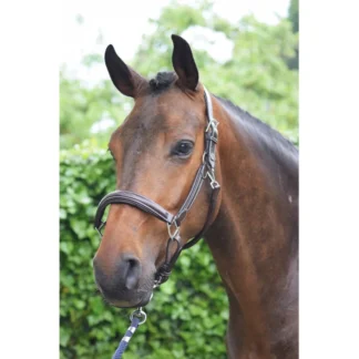 Licol Jump'In Wednesday