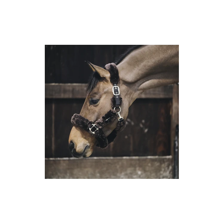 Licol Kentucky Mouton