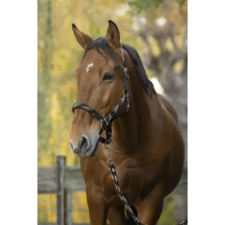 Licol + Longe Norton "Tressé"